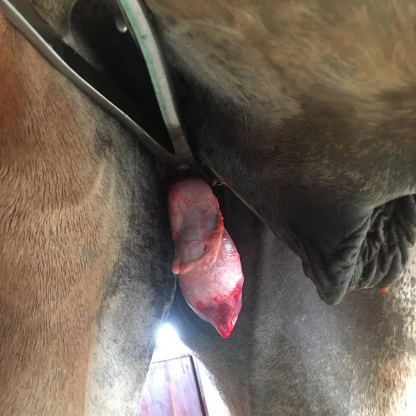 Emasculador aplicado no testículo durante orquiectomia em equino