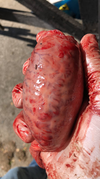 Testículo removido durante orquiectomia em equino